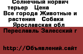 Солнечный норвич терьер › Цена ­ 35 000 - Все города Животные и растения » Собаки   . Ярославская обл.,Переславль-Залесский г.